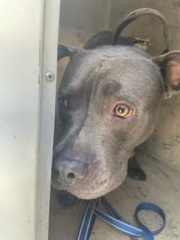 STERLING -  Mixed Breed Dog for Adoption in West Palm Beach, Florida - STERLING | PetCurious