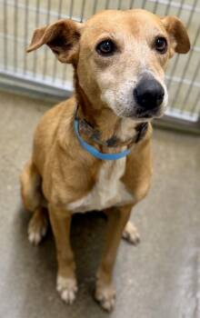 Mixed Breed Dogs Available for Adoption - Desi | PetCurious