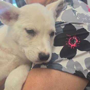 Bowie -  Mixed Breed Dog for Adoption in Fort Bragg, California - Bowie | PetCurious