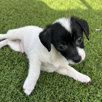 Alvin -  Mixed Breed Dog for Adoption in Jupiter, Florida - Alvin | PetCurious