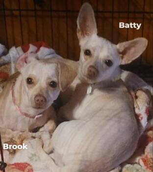 Chihuahua and Dachshund Dogs Available for Adoption - Brook & Batty (10 Months Old) | PetCurious