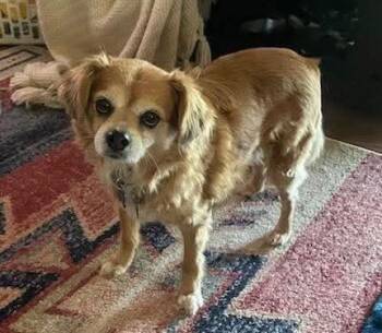 Spaniel and Pomeranian Dogs Available for Adoption - 14Gilbert | PetCurious