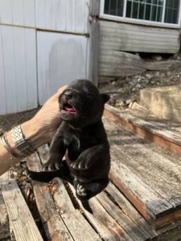 ROCK -  Mixed Breed Dog for Adoption in Dallas, Texas - ROCK | PetCurious