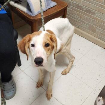 Mixed Breed Dogs Available for Adoption in Davenport, Iowa - Louisiana | PetCurious