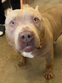 Pit Bull Terrier Dogs Available for Adoption in Cleveland, Ohio - Argus | PetCurious