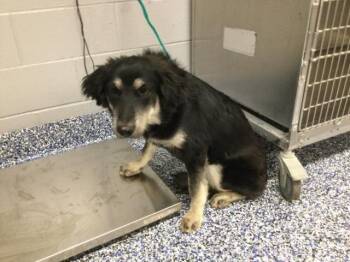 FLOR -  Australian Shepherd and Mixed Breed Dog for Adoption in Thousand Palms, California - FLOR | PetCurious