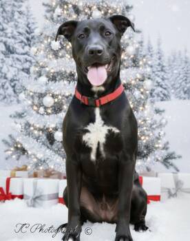 Rescue Black Labrador Retriever and American Bulldog Dogs for Adoption in Nahunta, Georgia - HOPE | PetCurious