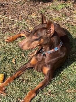 Doberman Pinscher Dogs Available for Adoption in Fosters, Alabama - KOBE-FOSTERED IN PA! | PetCurious