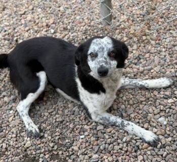Jonathan Joestar -  Australian Cattle Dog Blue Heeler Dog for Adoption in Columbus, Nebraska - Jonathan Joestar | PetCurious