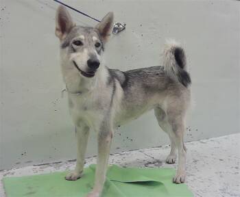 A2085248 -  Siberian Husky and Mixed Breed Dog for Adoption in Houston, Texas - A2085248 | PetCurious