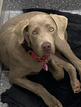 Weimaraner Dogs Available for Adoption - Cali | PetCurious