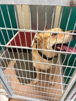ROCKIE -  Labrador Retriever and Mixed Breed Dog for Adoption in Texas City, Texas - ROCKIE | PetCurious