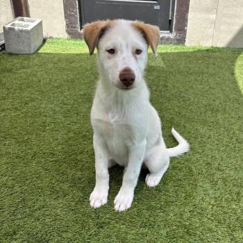 Timon 7695 -  Shepherd and Mixed Breed Dog for Adoption in Loxahatchee Groves, Florida - Timon 7695 | PetCurious
