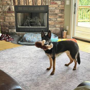 Sage -  German Shepherd Dog Dog for Adoption in Harrisonburg, Virginia - Sage | PetCurious