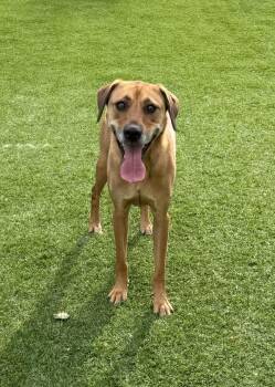 Penny -  Hound Dog for Adoption in Kutztown, Pennsylvania - Penny | PetCurious