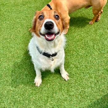 Sunny -  Spaniel and Mixed Breed Dog for Adoption in Dayton, Ohio - Sunny | PetCurious