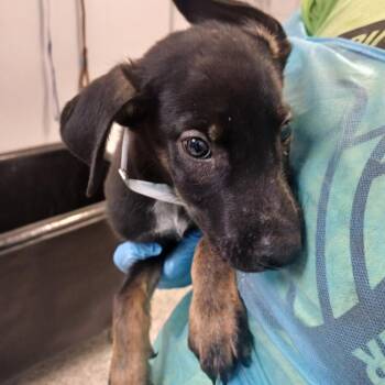 Rowdy Cowboy -  Shepherd and Labrador Retriever Dog for Adoption in Hattiesburg, Mississippi - Rowdy Cowboy | PetCurious