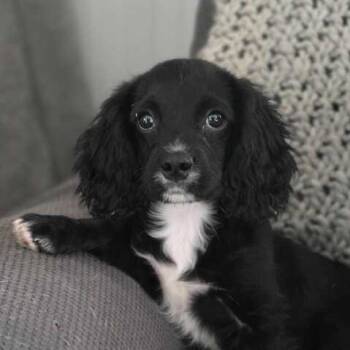 Rescue Cavalier King Charles Spaniel and Poodle Dogs for Adoption in Owosso, Michigan - Jayden | PetCurious