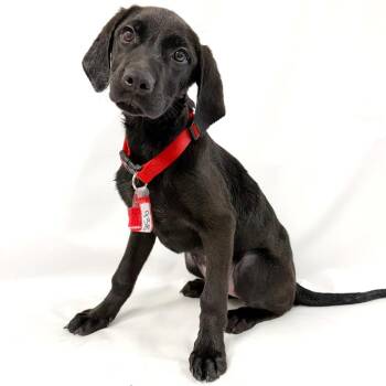 938 (2026) Noodle -  German Shorthaired Pointer and Mixed Breed Dog for Adoption in Parker, Colorado - 938 (2026) Noodle | PetCurious
