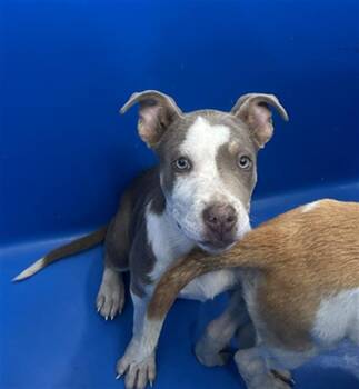 Rescue Mixed Breed Dogs for Adoption in Dallas, Texas - BILLY | PetCurious