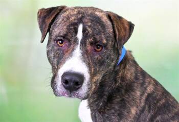 Rescue American Bulldog and Mixed Breed Dogs for Adoption in Fort Lauderdale, Florida - PUPPYCUPS | PetCurious