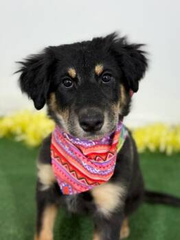 Hovawart and Labrador Retriever Dogs Available for Adoption in Carlsbad, California - Gina | PetCurious