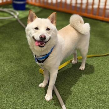 Shiro -  Shiba Inu Dog for Adoption in Las Vegas, Nevada - Shiro | PetCurious