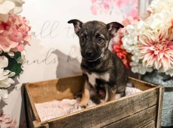 Australian Shepherd Dogs Available for Adoption in Newberg, Oregon - Lucian | PetCurious