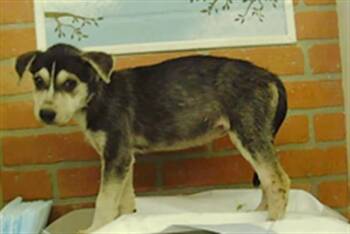 A2091530 -  Siberian Husky and Mixed Breed Dog for Adoption in Houston, Texas - A2091530 | PetCurious
