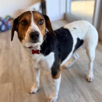 Fred -  Beagle Dog for Adoption in Green Bay, Wisconsin - Fred | PetCurious