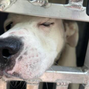 Flanagan -  Mixed Breed Dog for Adoption in Greensboro, North Carolina - Flanagan | PetCurious
