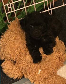 Gracie -  Shih Tzu Dog for Adoption in Tucson, Arizona - Gracie | PetCurious