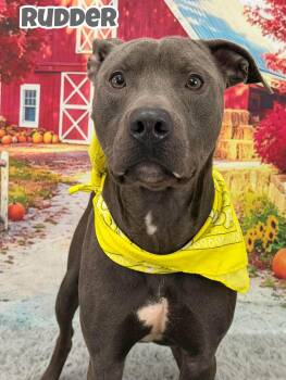 Rudder -  Mixed Breed Dog for Adoption in Flint, Michigan - Rudder | PetCurious