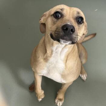 Terrier and Mixed Breed Dogs Available for Adoption - SVAS-Stray-38184 | PetCurious