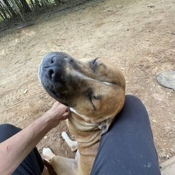 Boxer and American Bulldog Dogs Available for Adoption in Rockaway, New Jersey - Hank Dixon | PetCurious