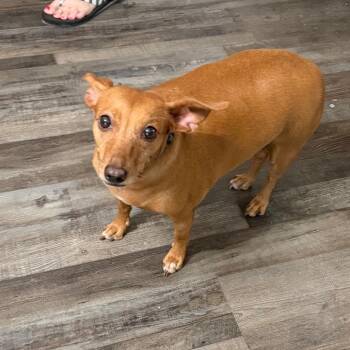 Gracie -  Dachshund Dog for Adoption in Sequatchie, Tennessee - Gracie | PetCurious