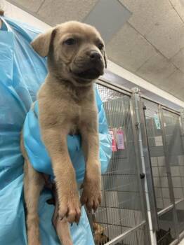 A804990 -  American Staffordshire Terrier Dog for Adoption in San Antonio, Texas - A804990 | PetCurious