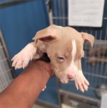 Scrambler -  Pit Bull Terrier and Mixed Breed Dog for Adoption in Westland, Michigan - Scrambler | PetCurious
