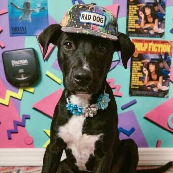 Rory -  Australian Shepherd and Labrador Retriever Dog for Adoption in Baytown, Texas - Rory | PetCurious