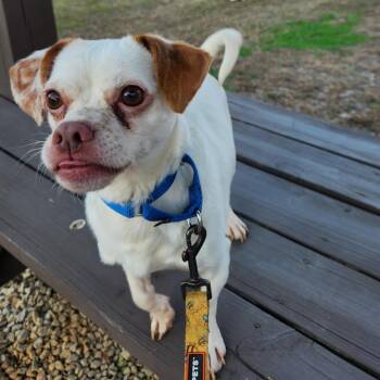 Mixed Breed Dogs Available for Adoption - Leka | PetCurious