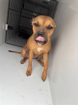 MUNCHIE -  Boxer Dog for Adoption in Houston, Texas - MUNCHIE | PetCurious