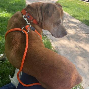 American Staffordshire Terrier and Shar Pei Dogs Available for Adoption in Grand Rapids, Michigan - Mac | PetCurious