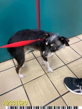 Mixed Breed Dogs Available for Adoption in West Palm Beach, Florida - MR. NOODLE | PetCurious