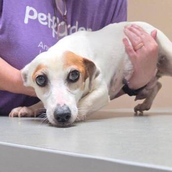 Pekoe -  Jack Russell Terrier and Dachshund Dog for Adoption in Allen, Texas - Pekoe | PetCurious