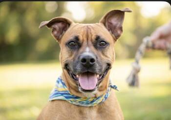 Diana -  Boxer Dog for Adoption in St. Petersburg, Florida - Diana | PetCurious