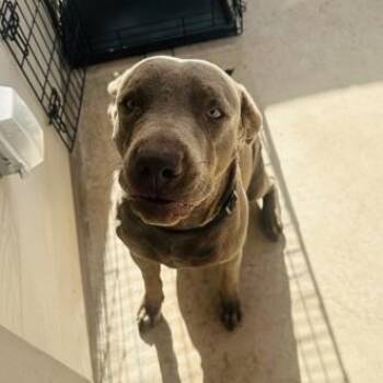 Labrador Retriever Dogs Available for Adoption in Converse, Texas - Frisko | PetCurious