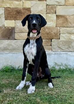 Mercedes -  Great Dane and Cane Corso Dog for Adoption in Helotes, Texas - Mercedes | PetCurious