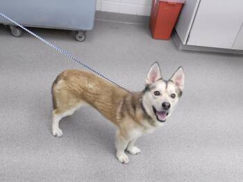 EISENHOWER -  Swedish Vallhund and Mixed Breed Dog for Adoption in Omaha, Nebraska - EISENHOWER | PetCurious