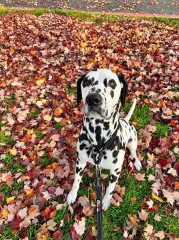 Hopscotch -  Dalmatian Dog for Adoption in Vancouver, Washington - Hopscotch | PetCurious