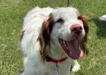 Archie -  Brittany Spaniel Dog for Adoption in Fort Worth, Texas - Archie | PetCurious